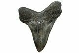Serrated, Fossil Megalodon Tooth - South Carolina #313865-1